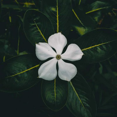 flower...