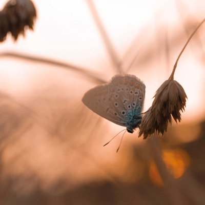 Common blue butterfly 💙