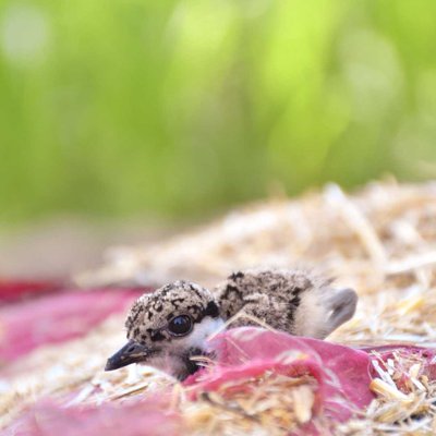 sparrow baby 🐥