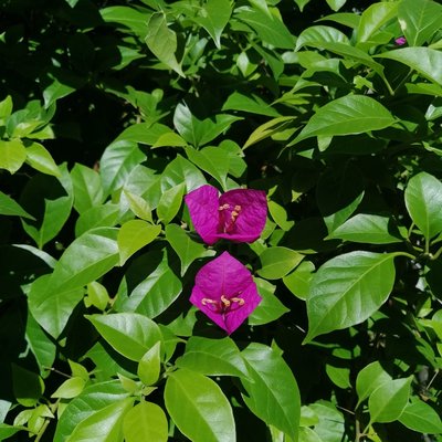 Santa Rita