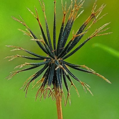 Dry grass flowers 
