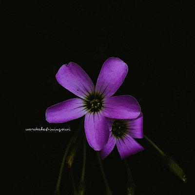 macro darkmood