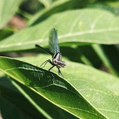 dragonfly 📸
