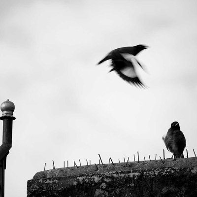 Myna in flight