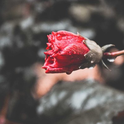 Flower Photography 