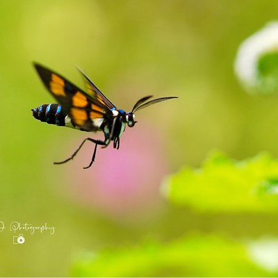 Euchromia horsfieldi moth