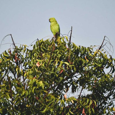 Indian Ringneck Parrot 