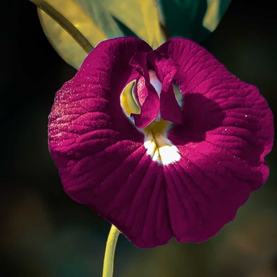 Flower macro