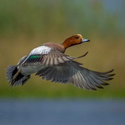 Wings are on action 