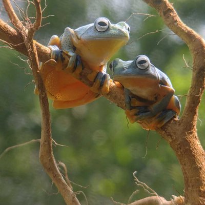 Flying Frog 