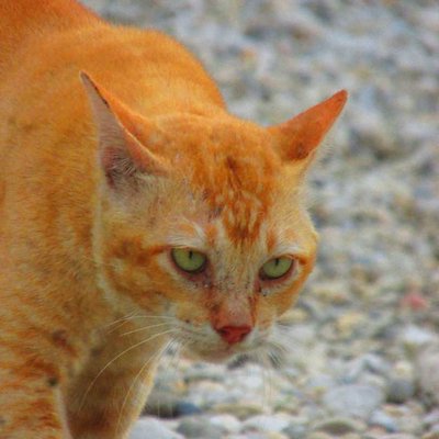kucing oyen 