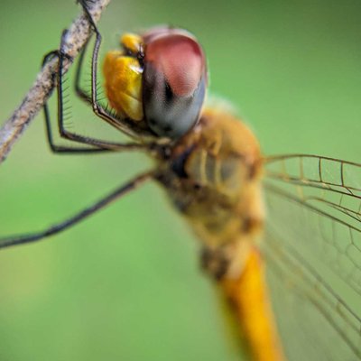 dragonfly 