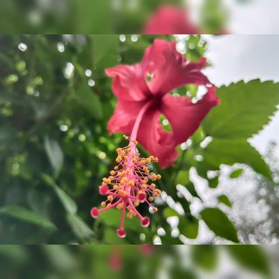 Nature 