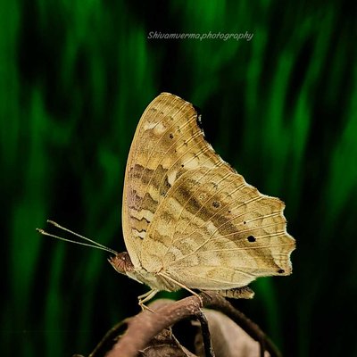 Lemon pansy Butterfly 🦋 