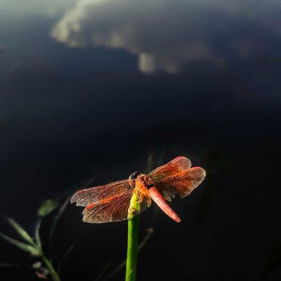Dragonfly
