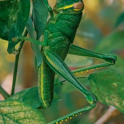 Grasshoppers