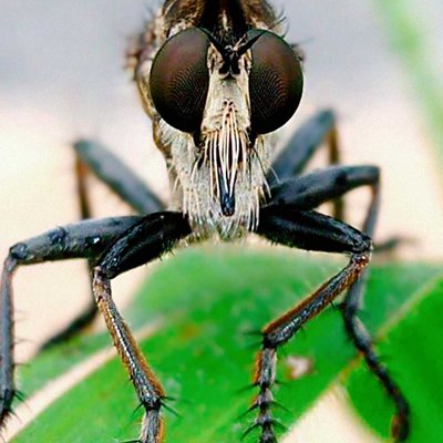 predator serangga