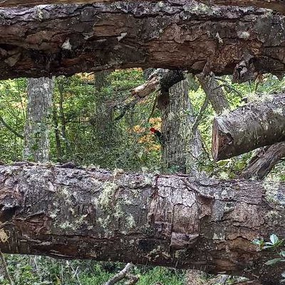 Pájaro Carpintero Gigante Argentino