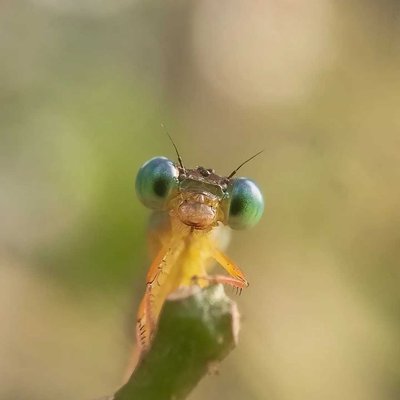 Eye's