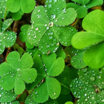 Nature🍀