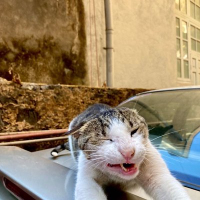 M O O D Y  🥴🐈