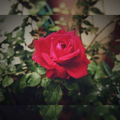 flower🌹