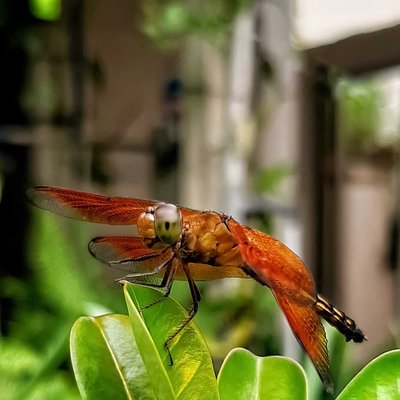 Red dragonfly (Capung merah)