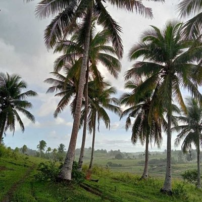 Green 🌴🌴🌴