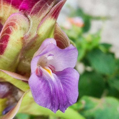 tulip siam 