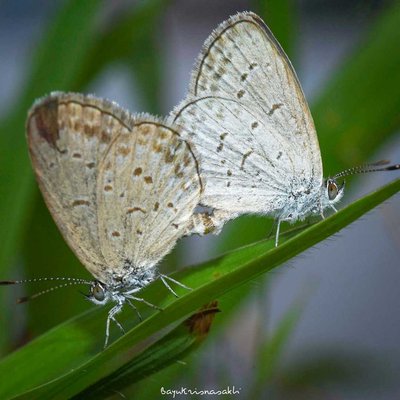 Photo Macro