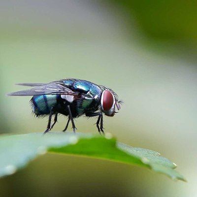 Lalat botol hijau (Lucilia sericata)