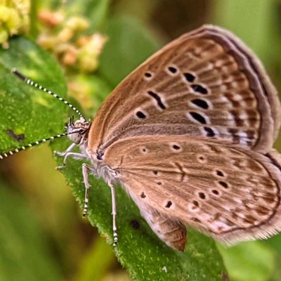 Zizula Hylax