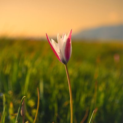 wild tulips