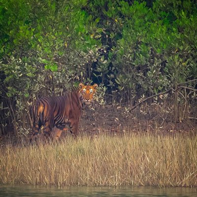 Queen of the Mangroves 