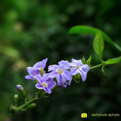 Golden Jewdrop / Sky Flower ✨