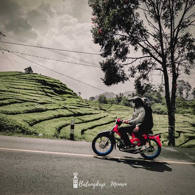 tea farm