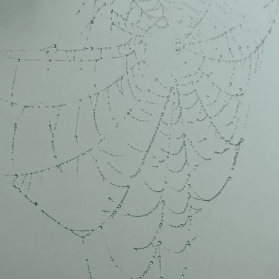 Drops on Spider Web
