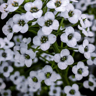 MY VILLAGE'S BEAUTY 😍 White Flowers 🤍