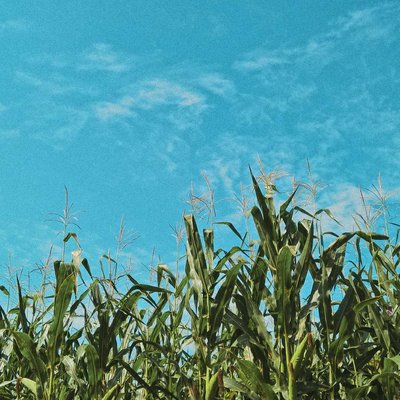 Ladang Jagung