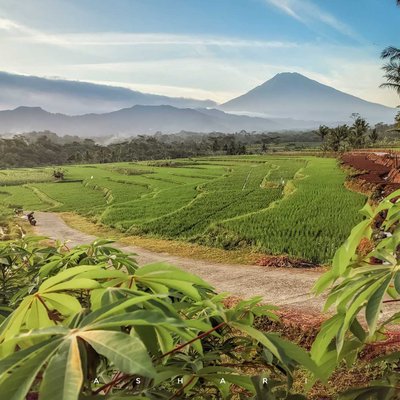 sawah kajoran