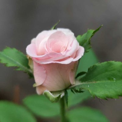 A symbol of love and grace, blooming against all odds 🌷