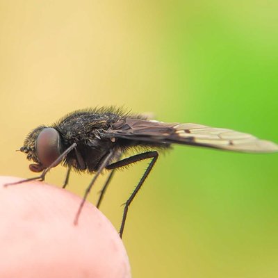 Fly