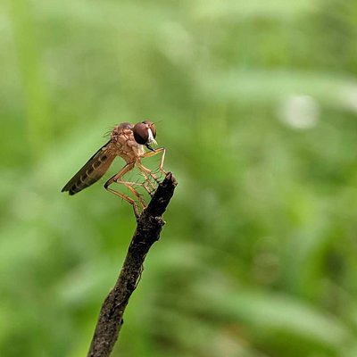 Asilidae
