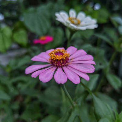 Zinnia