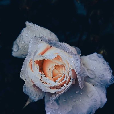 nature cleans the soul