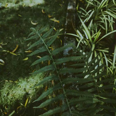nature 