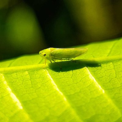  leafhopper 🍃🦗