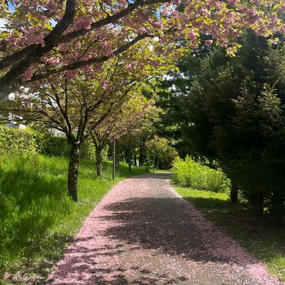 Cherry blossoms
