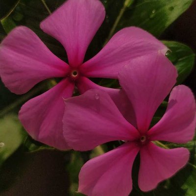 pink flower 🌸 mobile photography 📸