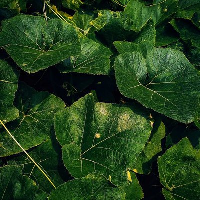 Daun labu